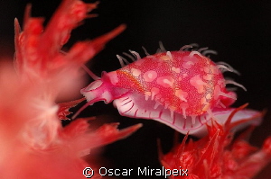 Cyprea EATING soft coral
 by Oscar Miralpeix 
